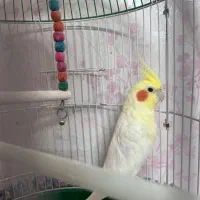 عروس هلندی|پرنده|اصفهان, سپاهانشهر|دیوار