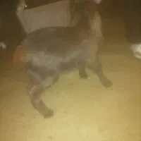 بزغاله خوشتیپ|حیوانات مزرعه|تربت‌حیدریه, فردوسی جنوبی|دیوار