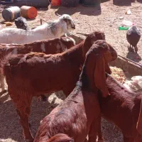 بره و بزغاله