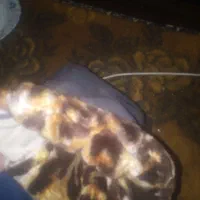 طلاق موتور سیکلت|موتورسیکلت|ارومیه, |دیوار