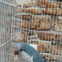 راهب آبی|پرنده|میبد, |دیوار