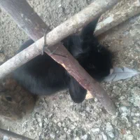 خرگوش لوپ|موش و خرگوش|قائن, |دیوار