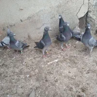 پنج عدد دوبر