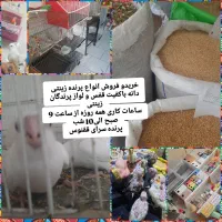 مرغ زنده مرغ خروس خونی|حیوانات مزرعه|مشهد, بهمن|دیوار