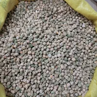 بذر نخود ایتالیا