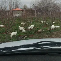 تخم نطفه دار قو غاز