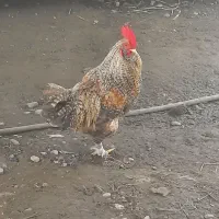 خروس پاپری جوان وجذاب