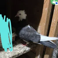 کبوتر باخت رفته جوجه اس