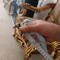 مرغ عشق نرکیلر بادی|پرنده|تبریز, |دیوار