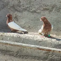 کفتر کبوتر چند جفت چپ سینه و چند تا جوجه جوانه|پرنده|کاشمر, |دیوار