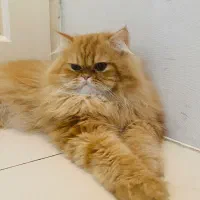 گربه پرشین گارفیلدی|گربه|تبریز, |دیوار