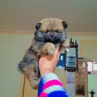 پامر خرسی عروسکی|سگ|رشت, دیانتی|دیوار