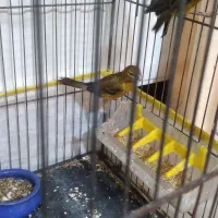 قناری ماده سبز سوخته اماده|پرنده|رودهن, |دیوار