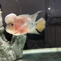 فلاور هورن  اور سایز