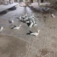 کفتر|پرنده|بم, |دیوار