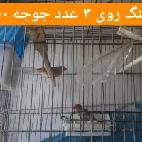 فنج مولد روی تخم و جوجه|پرنده|قزوین, |دیوار