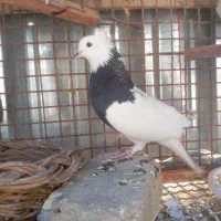 طوقی سیا ماده 350 کفتر سفید نیم طوق نر مست 200|پرنده|فیروزآباد (فارس), |دیوار