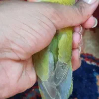 طوطی کوتوله برزیلی|پرنده|مشهد, شهرک لشکر (شهرک غرب)|دیوار