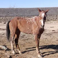 مادیان 4ساله درشت هیکل