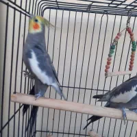 دو عدد عروس هلندی نر سخنگو و دستی همراه با وسایل|پرنده|تهران, پاسداران|دیوار