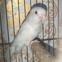 طوطی برزیلی آلبینو ماده|پرنده|اهواز, کوی رمضان|دیوار
