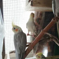 جوجه عروس هلندی ژنتیک فوق العاده|پرنده|رودهن, |دیوار