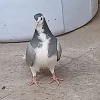 کبوتر مفلق گم شده