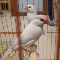 فنچ نرگسی نرو ماده