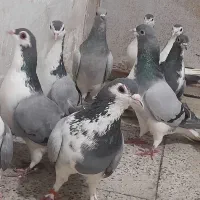 کبوتر دمگیر ۹تا