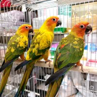 طوطی،جوجه طوطی،جوجه سرلاکی،طوطی سرلاکی،ملنگو|پرنده|کرج, فاز ۳ گوهردشت|دیوار