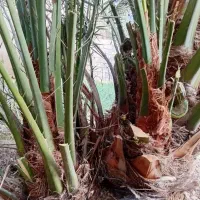 بچه نخل پاجوش برحی