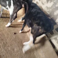 گوساله نر|حیوانات مزرعه|زاغه, |دیوار