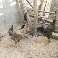 مرغ|پرنده|امیدیه, |دیوار