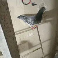 ماده پلاکی گرفتنی|پرنده|بروجرد, |دیوار