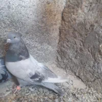 ماده سبز کاغذی