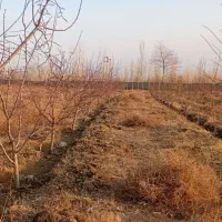 باغ در دیزیج جمشید خان|فروش زمین و ملک کلنگی|خوی, |دیوار