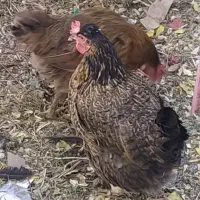 تخم مرغ نطفه دار  بومی لری گلین