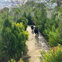 روتوایلر خالص مناسب نگهبانی و خانواده