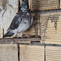 نر بزک و گوره ای|پرنده|مبارکه, |دیوار