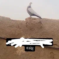 کبوتر پرنده دمی همدانی