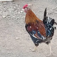 خروس معاوضه