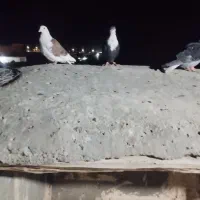 کفتر هوایی به شرط پرش