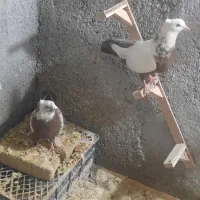 یک جفت دم موشکی