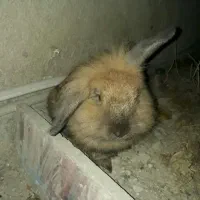خرگوش