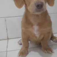 توله های باهوش|سگ|کاشان, فاز ۲ ناجی آباد|دیوار