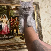 گربه برتیش و اسکاتیش ماده|گربه|تبریز, |دیوار