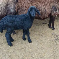 بره شیری ماده