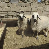 بره نر