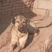 این سگ روهر کسی گرفته بر گردونه