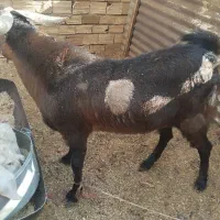 گوسفند|حیوانات مزرعه|میبد, |دیوار